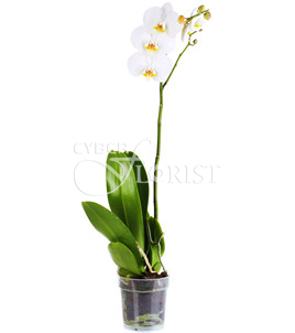 Белая орхидея Фаленопсис в горшке